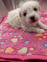 Miss Bailey , a female Maltipoo for sale in Danville, VA – 4 of 4