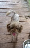 Sassy, a female Maltipoo and Poodle - Miniature  for sale in Danville, VA – 5 of 8