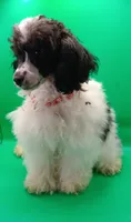 Oreo jr, a male Poodle - Toy  for sale in Danville, VA – 8 of 8
