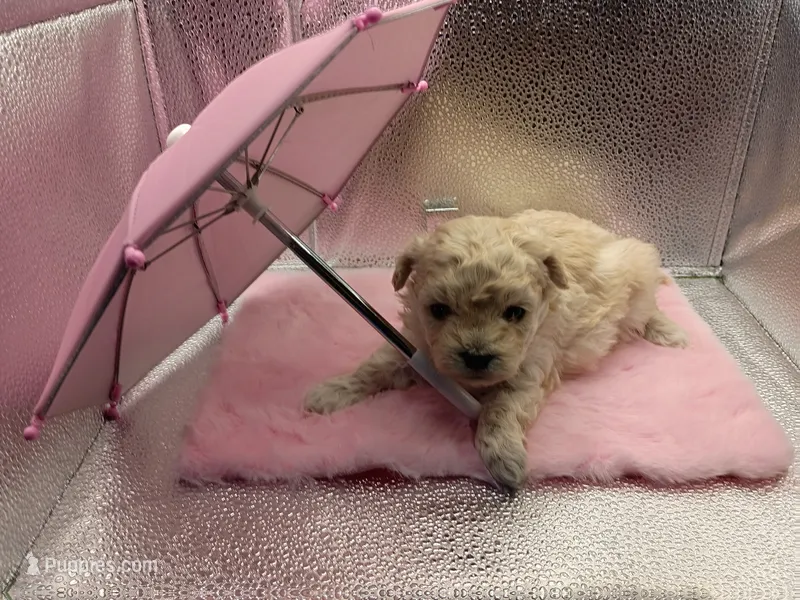 Sassy – Maltipoo, Poodle - Miniature  puppy for sale in Danville, VA