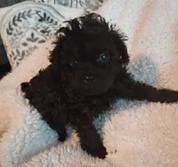 Zues Jr , a male Maltipoo for sale in Danville, VA – 2 of 4