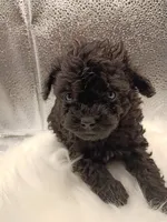 Zues jr , a male Maltipoo for sale in Danville, VA – 2 of 2