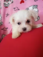 Buddy, a male Maltese for sale in Danville, VA – 5 of 10