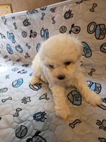 Beauty , a female Maltipoo for sale in Danville, VA – 5 of 10