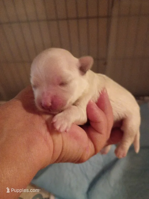 Buddy – Maltese puppy for sale in Danville, VA