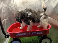 Oreo jr, a male Poodle - Toy  for sale in Danville, VA – 3 of 8