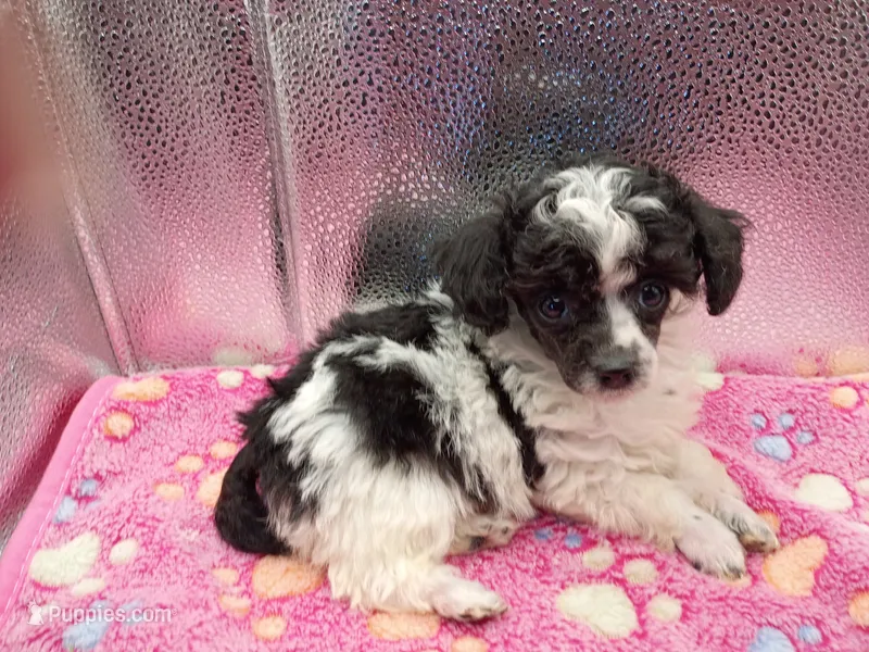 cheyanne jr – Poodle - Toy  puppy for sale in Danville, VA