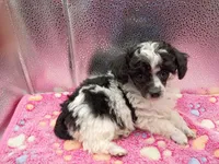 cheyanne jr, a female Poodle - Toy  for sale in Danville, VA – 1 of 8