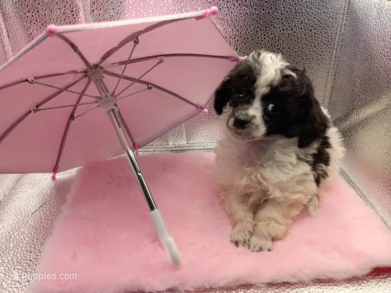 cheyanne jr – Poodle - Toy  puppy for sale in Danville, VA