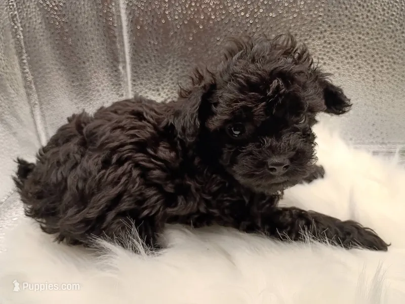 Zues jr  – Maltipoo puppy for sale in Danville, VA