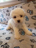 Beauty , a female Maltipoo for sale in Danville, VA – 4 of 10