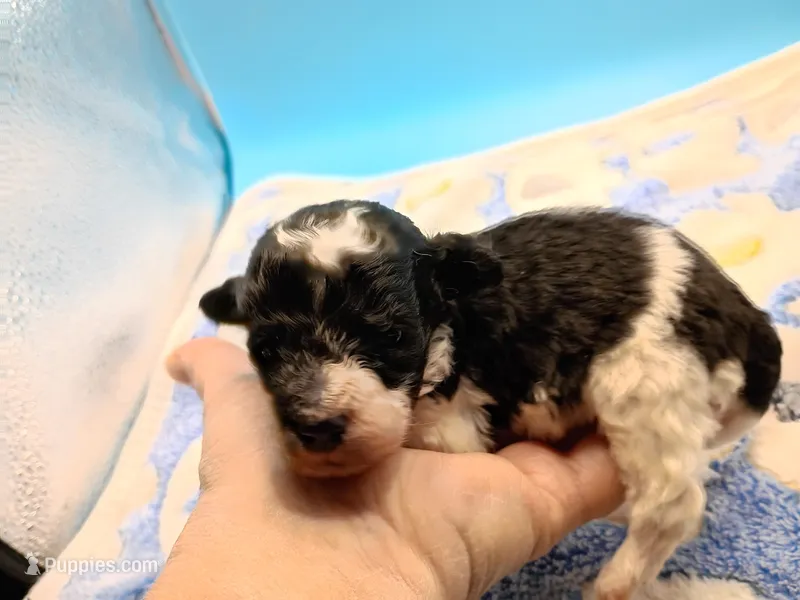 Oreo jr – Poodle - Toy  puppy for sale in Danville, VA