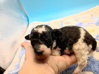 Oreo jr, a male Poodle - Toy  for sale in Danville, VA – Photo 1 of 6
