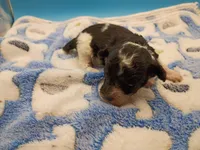 Oreo jr, a male Poodle - Toy  for sale in Danville, VA – Photo 4 of 6