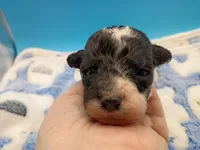 Oreo jr, a male Poodle - Toy  for sale in Danville, VA – Photo 3 of 6