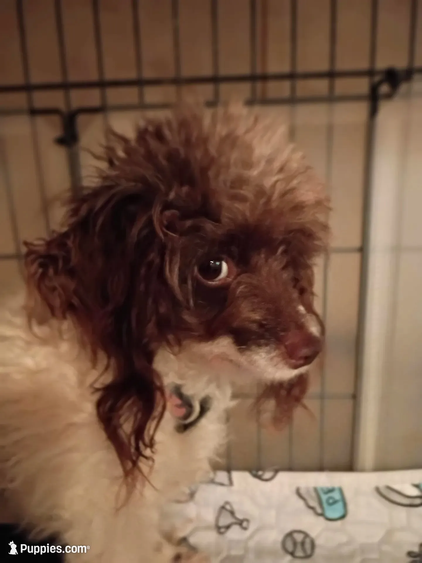 Oreo jr, a male Poodle - Toy  for sale in Danville, VA – 6 of 8