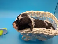Oreo jr, a male Poodle - Toy  for sale in Danville, VA – Photo 2 of 6