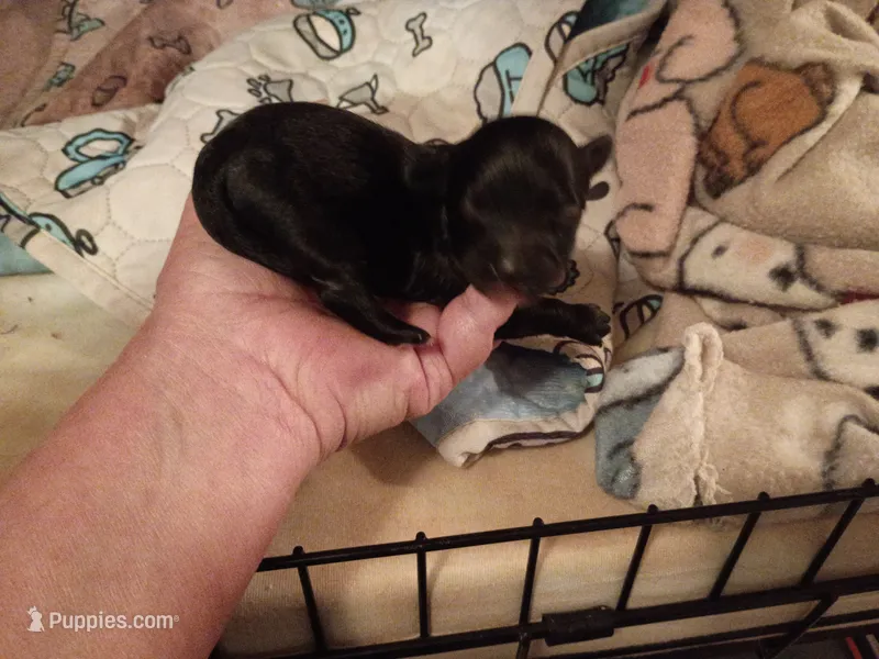 Jack – Maltipoo puppy for sale in Danville, VA