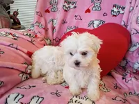 Buddy, a male Maltese for sale in Danville, VA – 3 of 10