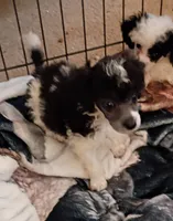 Oreo jr, a male Poodle - Toy  for sale in Danville, VA – 1 of 8