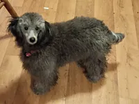 Sasha, a female Poodle - Miniature  for sale in Danville, VA – Photo 5 of 6
