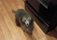 Sasha, a female Poodle - Miniature  for sale in Danville, VA – Photo 4 of 6