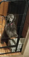 Sasha, a female Poodle - Miniature  for sale in Danville, VA – Photo 3 of 6
