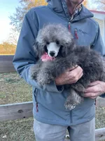 Sasha, a female Poodle - Miniature  for sale in Danville, VA – Photo 6 of 6