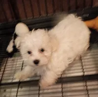 Buddy, a male Maltese for sale in Danville, VA – 2 of 10