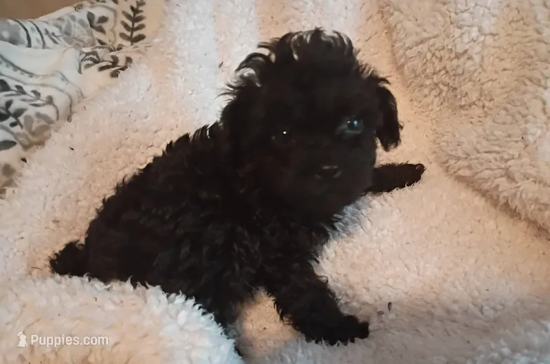 Zues Jr  – Maltipoo puppy for sale in Danville, VA