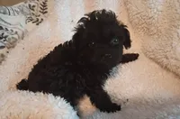 Zues Jr , a male Maltipoo for sale in Danville, VA – 1 of 4