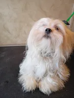 Sassy, a female Maltipoo and Poodle - Miniature  for sale in Danville, VA – 6 of 8