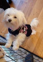 Sam, a male Maltese for sale in Danville, VA – Photo 4 of 9