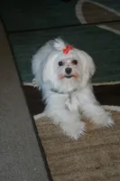 Sam, a male Maltese for sale in Danville, VA – Photo 7 of 9