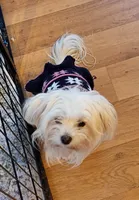 Sam, a male Maltese for sale in Danville, VA – Photo 2 of 9