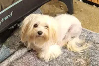 Sam, a male Maltese for sale in Danville, VA – Photo 3 of 9