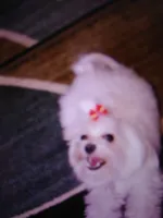 Sam, a male Maltese for sale in Danville, VA – Photo 8 of 9