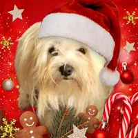 Sam, a male Maltese for sale in Danville, VA – Photo 5 of 9