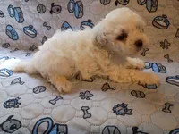 Beauty , a female Maltipoo for sale in Danville, VA – 8 of 10