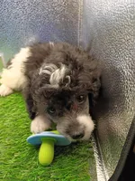 Oreo jr, a male Poodle - Toy  for sale in Danville, VA – 2 of 8