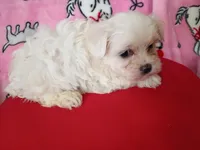 Buddy, a male Maltese for sale in Danville, VA – 4 of 10