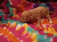 Dolly, a female Maltipoo for sale in Danville, VA – 4 of 8