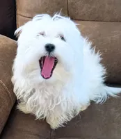 Diamond , a female Maltese for sale in Danville, VA – 4 of 6