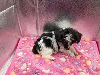 cheyanne jr, a female Poodle - Toy  for sale in Danville, VA – 5 of 8