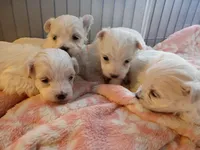 Sam, a male Maltese for sale in Danville, VA – Photo 4 of 7