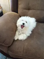 Sam, a male Maltese for sale in Danville, VA – Photo 2 of 7