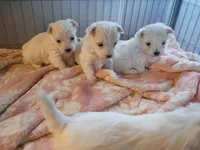 Sam, a male Maltese for sale in Danville, VA – Photo 7 of 7