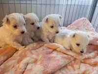 Sam, a male Maltese for sale in Danville, VA – Photo 5 of 7