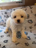 Beauty , a female Maltipoo for sale in Danville, VA – 3 of 10