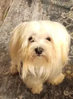 Diamond , a female Maltese for sale in Danville, VA – 5 of 6